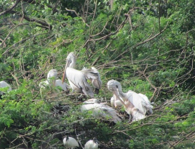 Suchindram Theroor Birds Sanctuary, Kanyakumari, Tamil Nadu - Vushii.com Suchindram Theroor Birds Sanctuary, Kanyakumari, Tamil Nadu - Vushii.com